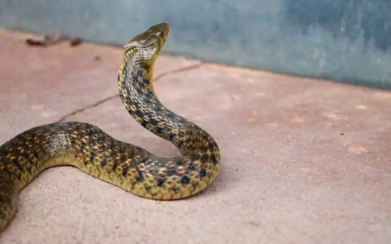 Can Snakes Climb Walls? (Answered)
