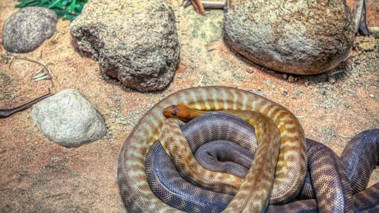 Do Snakes Travel In Pairs Or Groups?