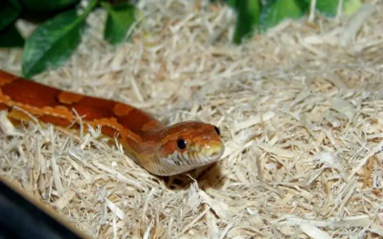 How Often Do You Change A Snakes Bedding? (Answered)