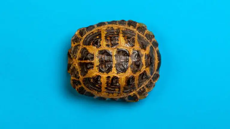 Can You Paint A Turtle Shell? (Answered)