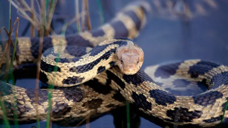 Do Snakes Drink Water? Everything You Need To Know