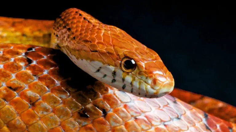 Can Snakes Regenerate? How do they heal from Cuts?
