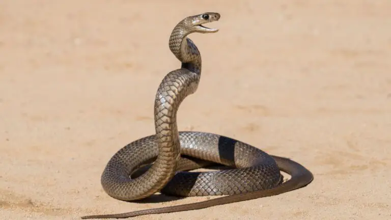 How Far Do Snakes Travel?