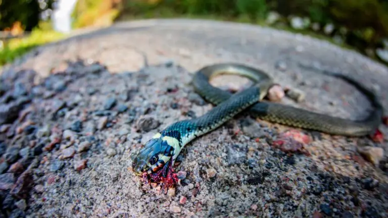 How To Dispose Of A Dead Snake? 101 Guide