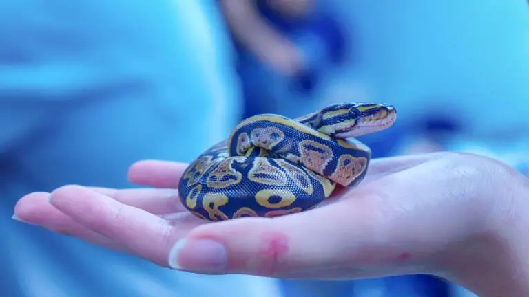 Are Snakes Good To Have Around? Garter, Rat, King and More!