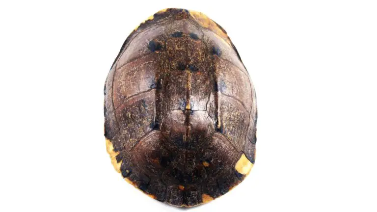 How To Tell If Your Turtle Shell Is Healthy?