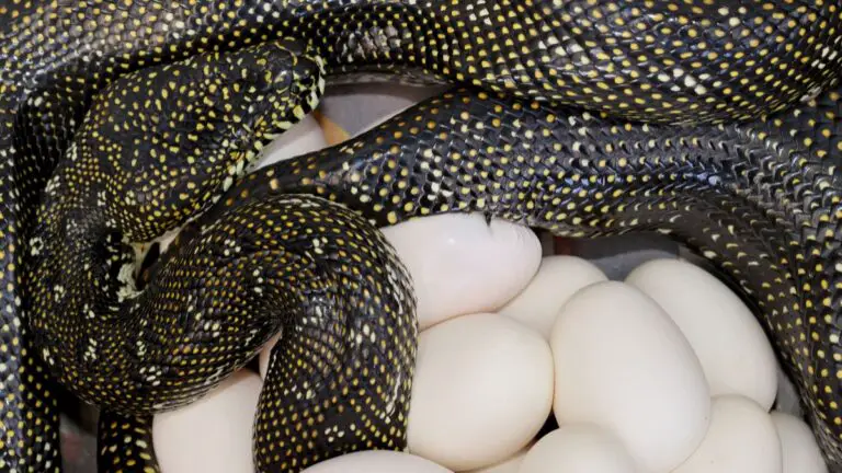 How To Tell If A Snake Is Pregnant? 3 Symptoms Explained