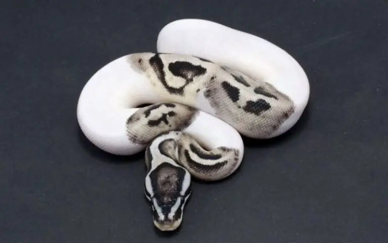 Are Axanthic Pied Ball Python Good Pets?: A Complete Guide