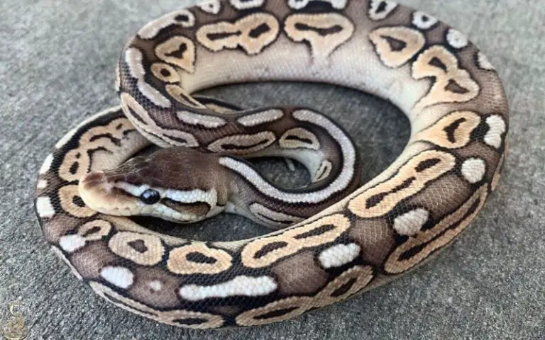Are Black Pewter Ball Python Good Pets? A Complete Guide