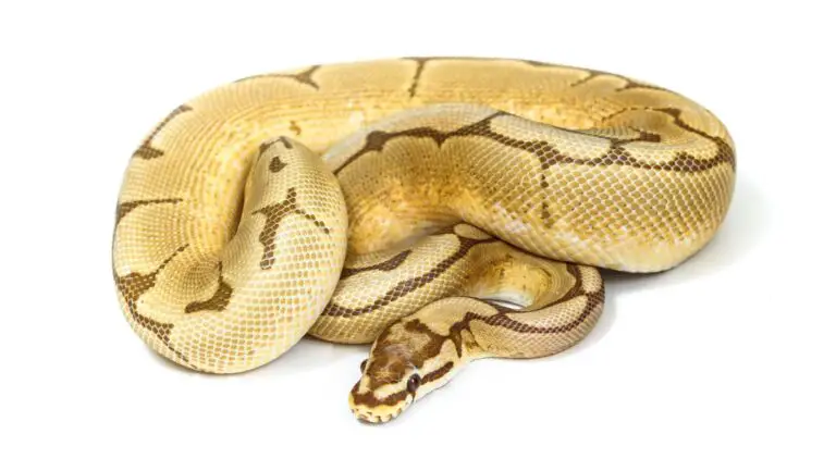 Banana Pastel Ball Python- A Complete Guide