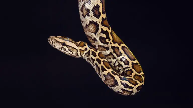 Black Pewter Ball Python – A Complete Guide